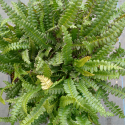 Picture of Blechnum Penna Marina