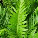 Picture of Blechnum Silver Lady