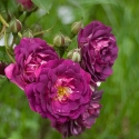 Picture of Bleu Magenta Clg-Rose