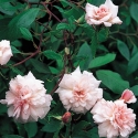 Picture of Bloomfield Abundance Clg-Rose