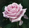 Picture of Blue Moon Std 80cm-Rose