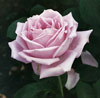 Picture of Blue Moon-Rose