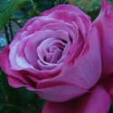 Picture of Blue River-Rose