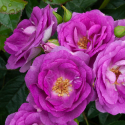 Picture of Blue September Std 80cm -Rose