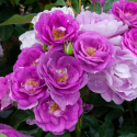 Picture of Blue September-Rose