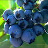 Picture of Blueberry Climax RE