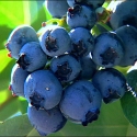 Picture of Blueberry Delite RE