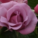 Picture of Blueberry Hill-Rose