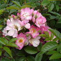 Picture of Blush Rambler Clg-Rose