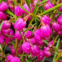 Picture of Boronia Lipstick