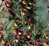 Picture of Boronia Megastigma