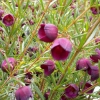 Picture of Boronia Purple Jared