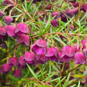 Picture of Boronia Purple Jared