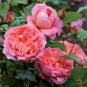 Picture of Boscobel-Rose