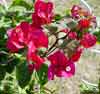 Picture of Bougainvillea Scarlet O Hara