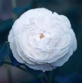 Picture of Boule de Neige-Rose