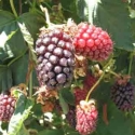 Picture of Boysenberry Mapua