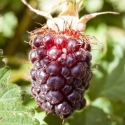 Picture of Boysenberry Tasman