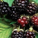 Picture of Boysenberry