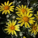 Picture of Brachyglottis Greyii Sunshine