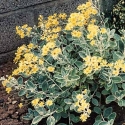 Picture of Brachyglottis Greyii
