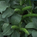Picture of Broad Beans Coles Dwarf