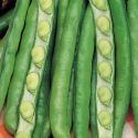 Picture of Broad Beans Evergreen