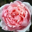 Picture of Brother Cadfael-Rose