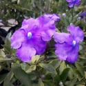 Picture of Brunfelsia Eximea