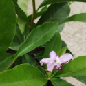Picture of Brunfelsia Summer Sensation
