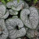 Picture of Brunnera Sea Heart