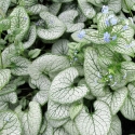 Picture of Brunnera Silver Heart