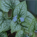 Picture of Brunnera Silver Star
