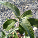 Picture of Buddleia Alba