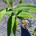 Picture of Buddleia Globosa