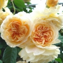 Buff Beauty Std 1.4m Weeper-Rose Picture of Buff Beauty Std 1.4m Weeper-Rose