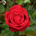 Picture of Bulls Red-Rose