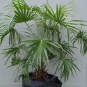 Picture of Butia Capitata