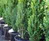 Picture of Buxus Graham Blandy