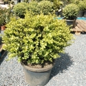 Picture of Buxus Green Gem Balls