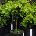 Picture of Buxus Green Gem Std