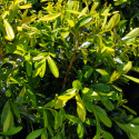 Picture of Buxus Handsworthii