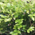 Picture of Buxus Koreana