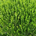 Picture of Buxus Macrophylla