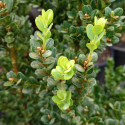 Picture of Buxus Nautilus