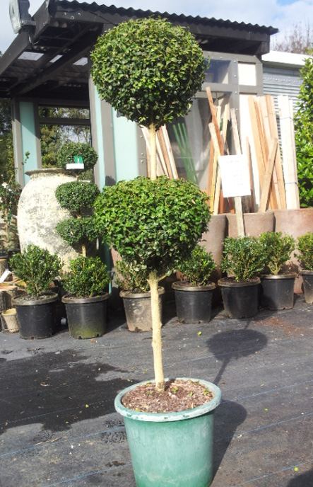 Picture of Buxus Sempervirens 2 Ball Std