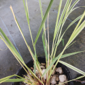 Picture of Calamagrostis Acuitflora Overdam