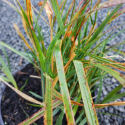 Picture of Calamagrotis x acutiflora Karl Foerster