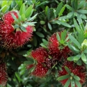 Picture of Callistemon Better John