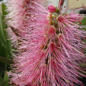 Picture of Callistemon Candy Floss
